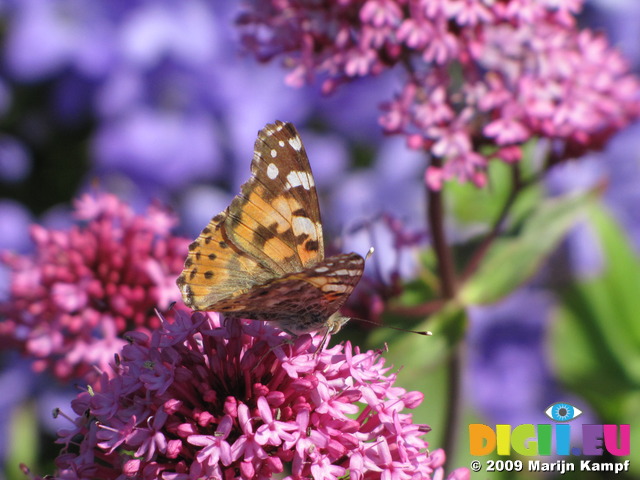 SX06440 Painted lady butterfly (Cynthia cardui) on pink flower Red Valerian (Centranthus ruber)